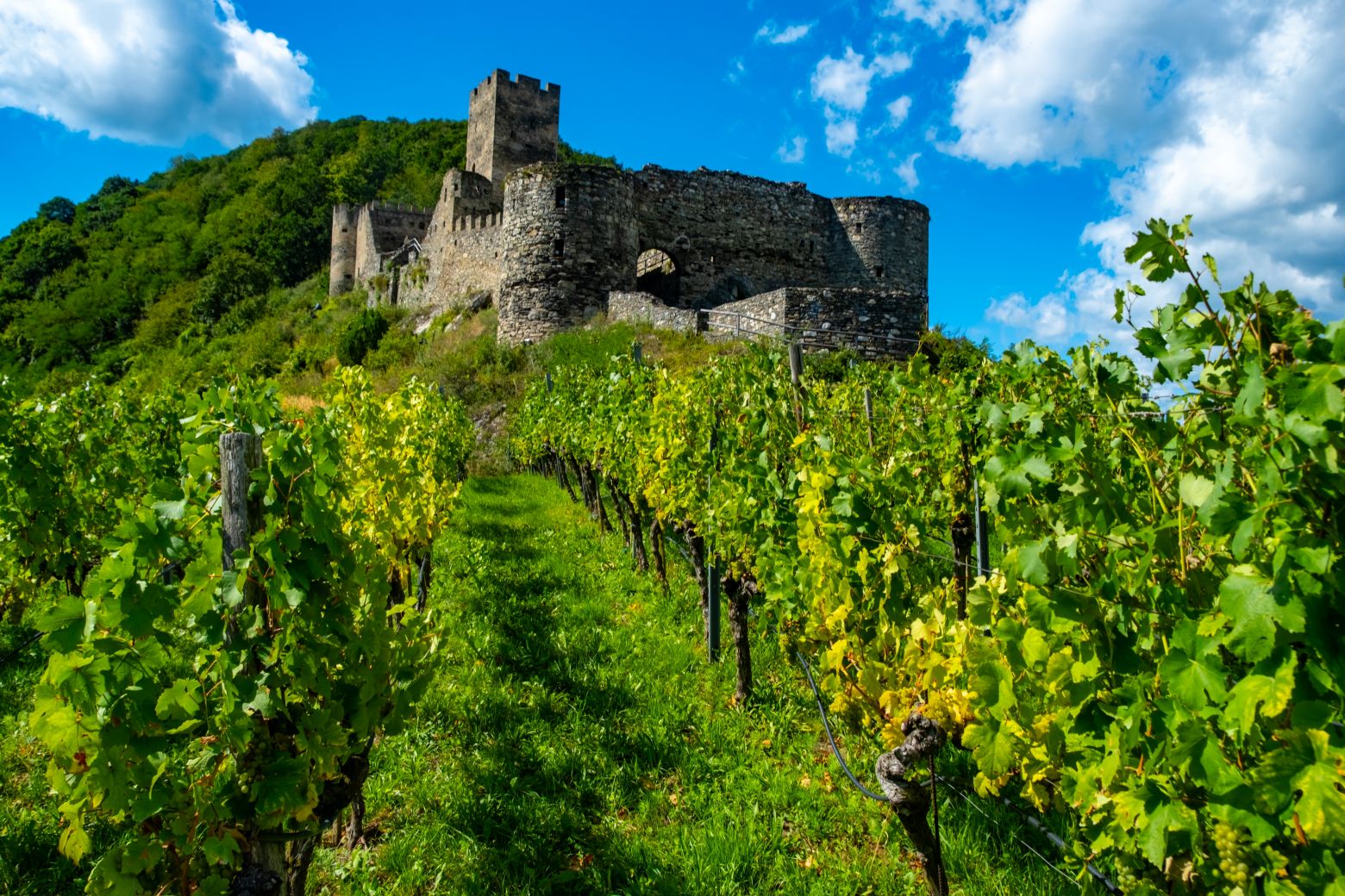 Vinfalt Vinfalt